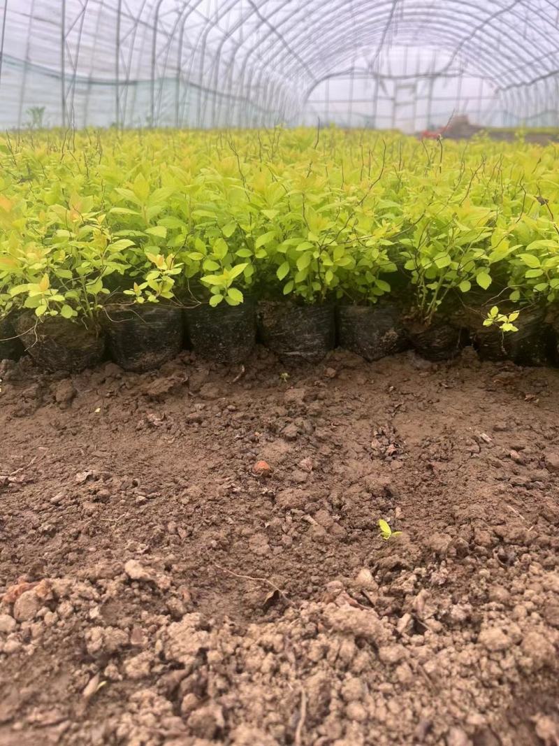 金山杯苗金山绣线菊杯苗绣线菊杯苗容器苗金山