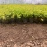 金山杯苗金山绣线菊杯苗绣线菊杯苗容器苗金山