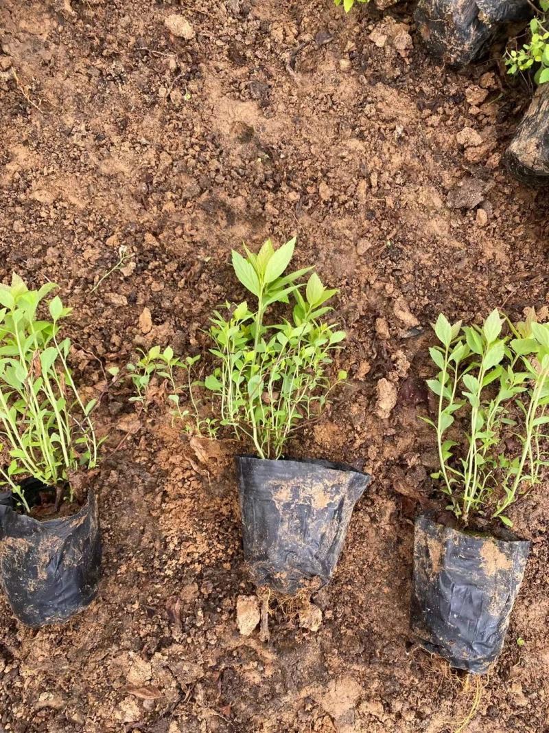 金山杯苗金山绣线菊杯苗绣线菊杯苗容器苗金山