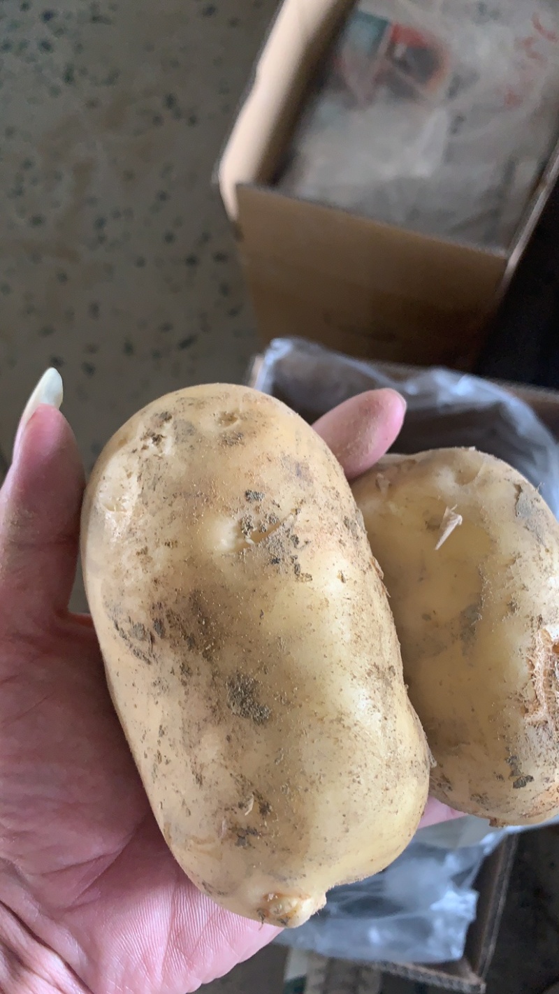 黄心土豆，产地一手货源，大量供应……………………