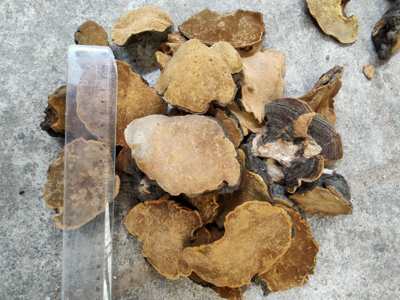 岩桑黄大货批发