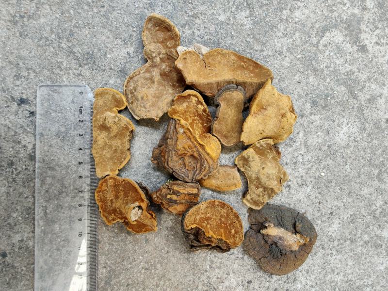 岩桑黄大货批发