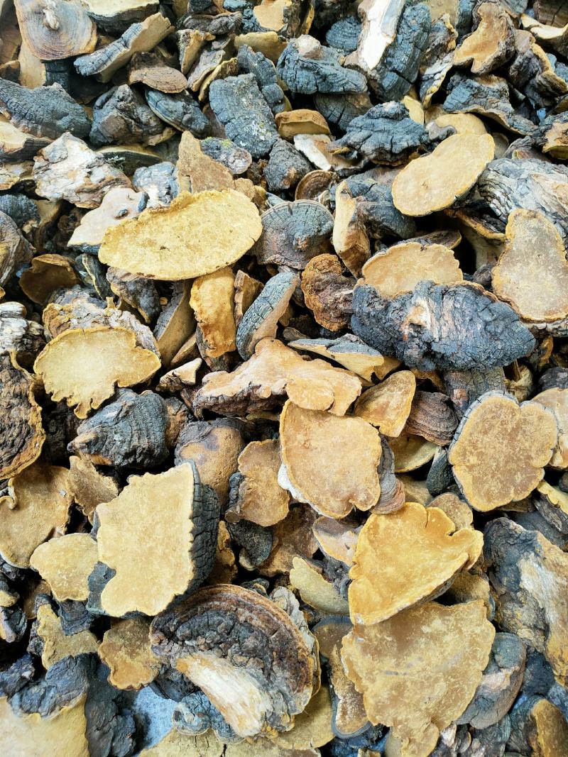 岩桑黄大货批发