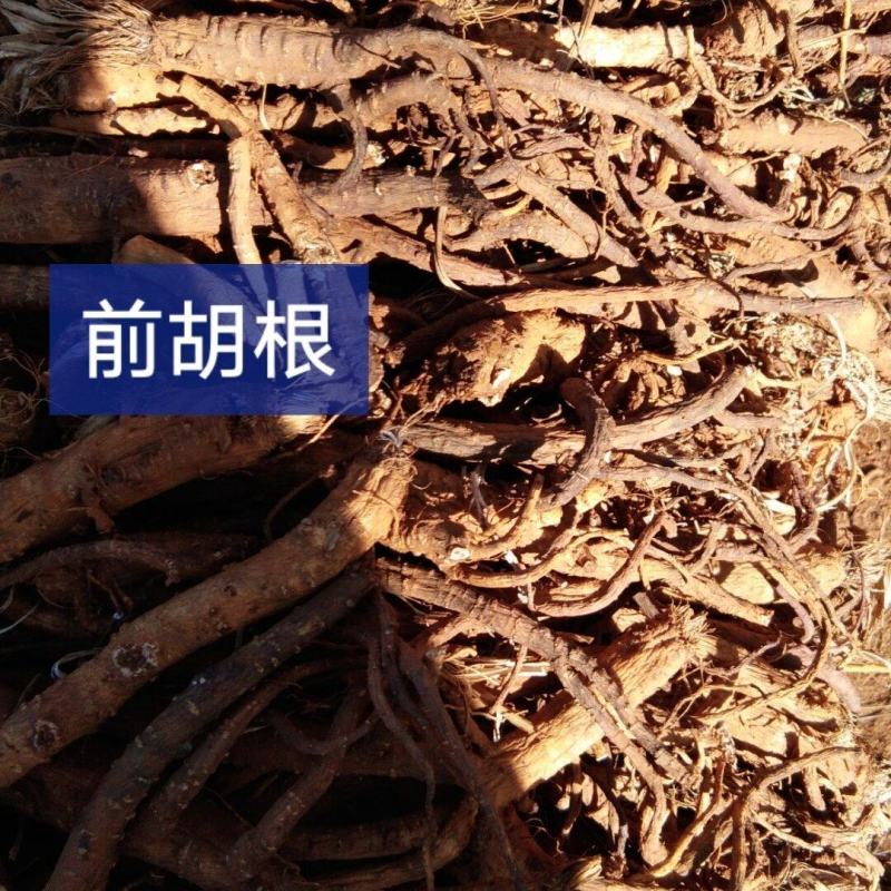 甘肃陇南野生前胡量大从优质量保障欢迎订购