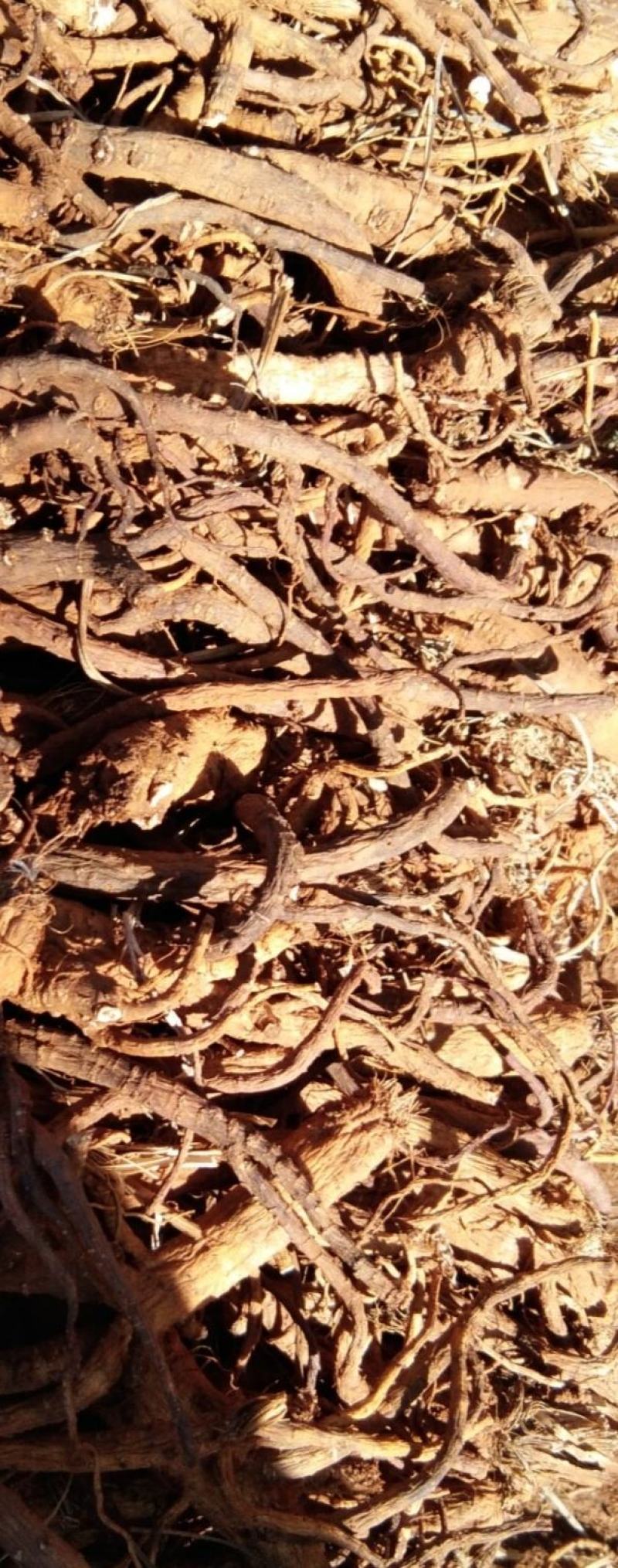 甘肃陇南野生前胡量大从优质量保障欢迎订购