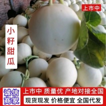 陕西大荔甜瓜、品种齐全，口感好，一手货源，产地直供！