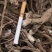 甘肃陇南野棉花跟也叫白头翁量大从优欢迎订购