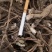 甘肃陇南野棉花跟也叫白头翁量大从优欢迎订购