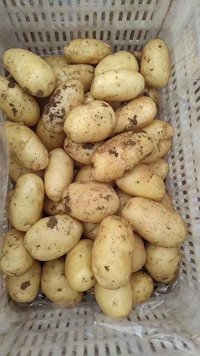 山东大棚土豆大量上市了，货源充足，价格不高