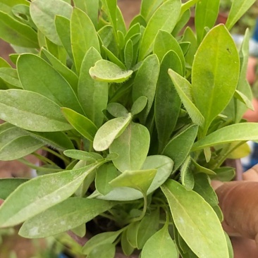 大花金鸡菊