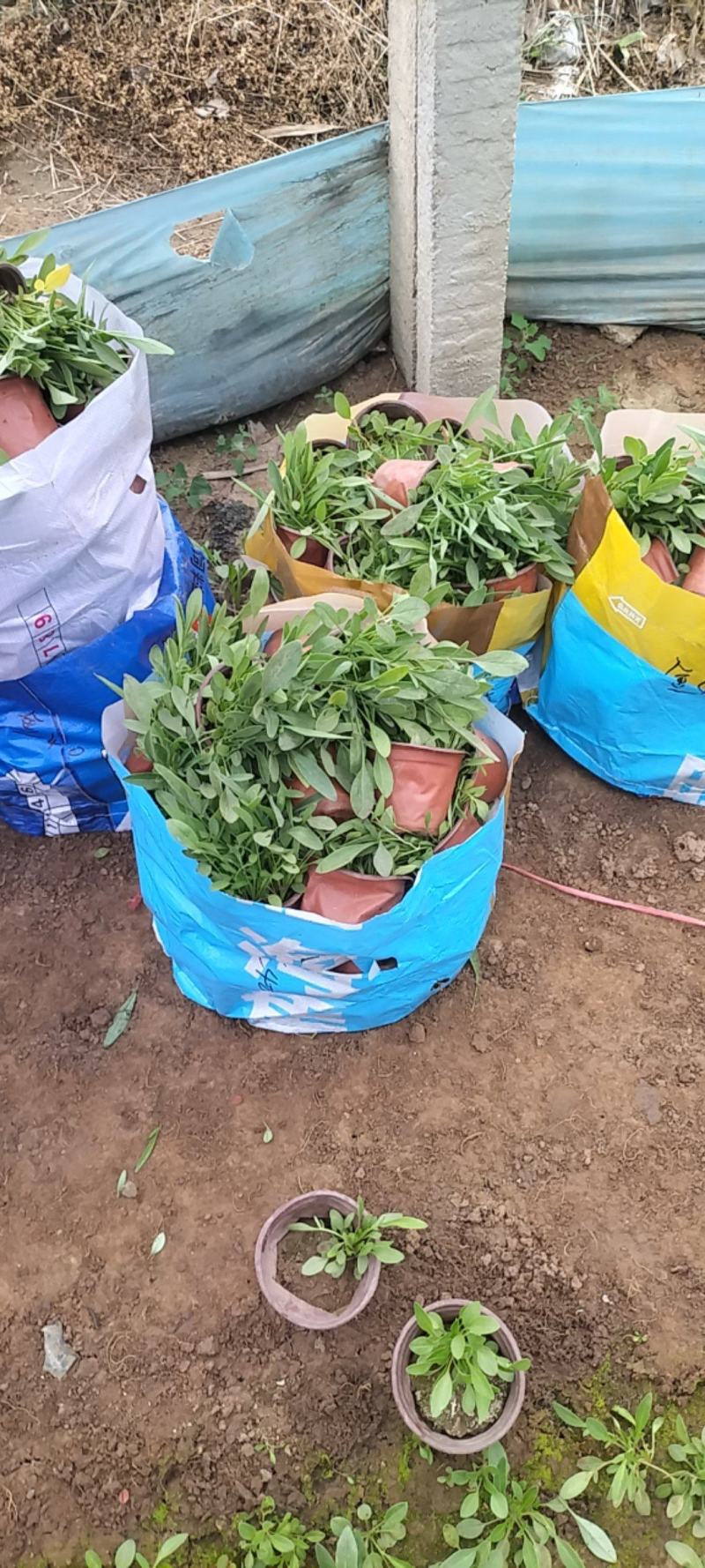 大花金鸡菊