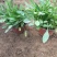 大花金鸡菊
