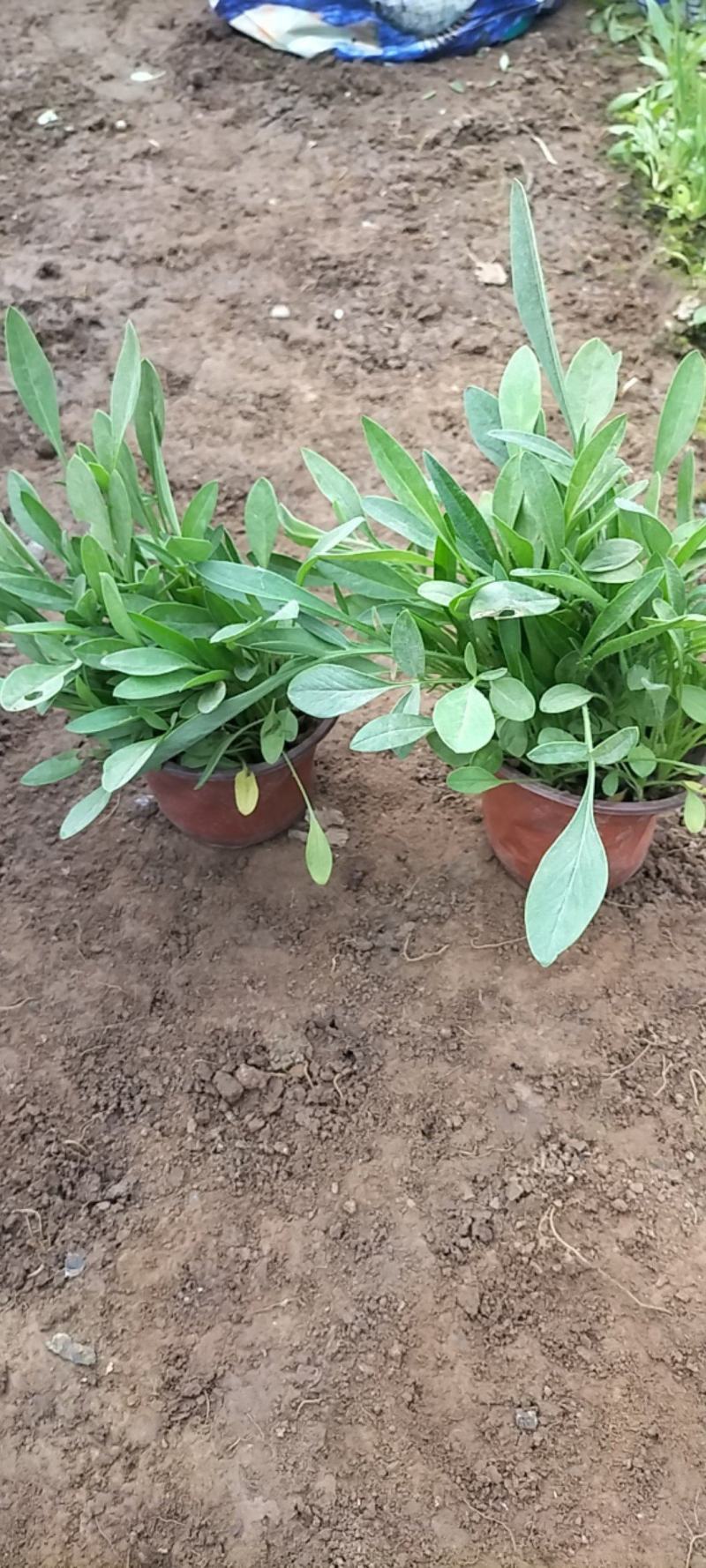 大花金鸡菊