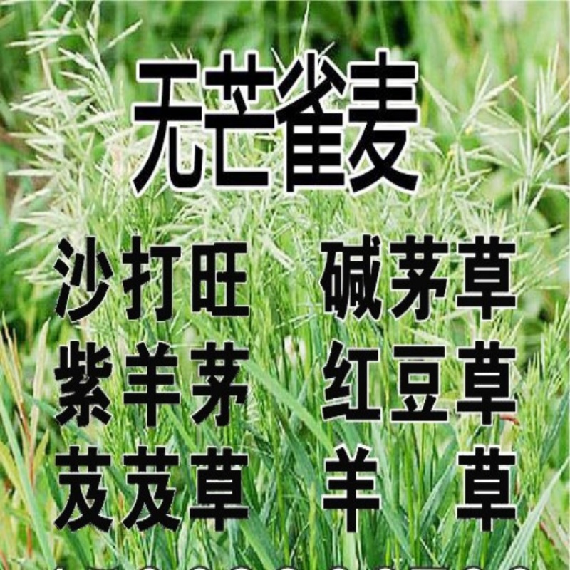 灌木种子沙棘马棘荆条柠条桑树公路绿化护坡固土耐盐碱草种籽