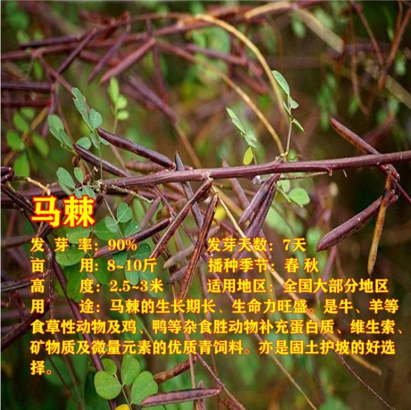 灌木种子沙棘马棘荆条柠条桑树公路绿化护坡固土耐盐碱草种籽