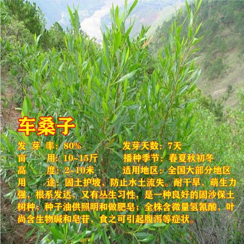 灌木种子沙棘马棘荆条柠条桑树公路绿化护坡固土耐盐碱草种籽