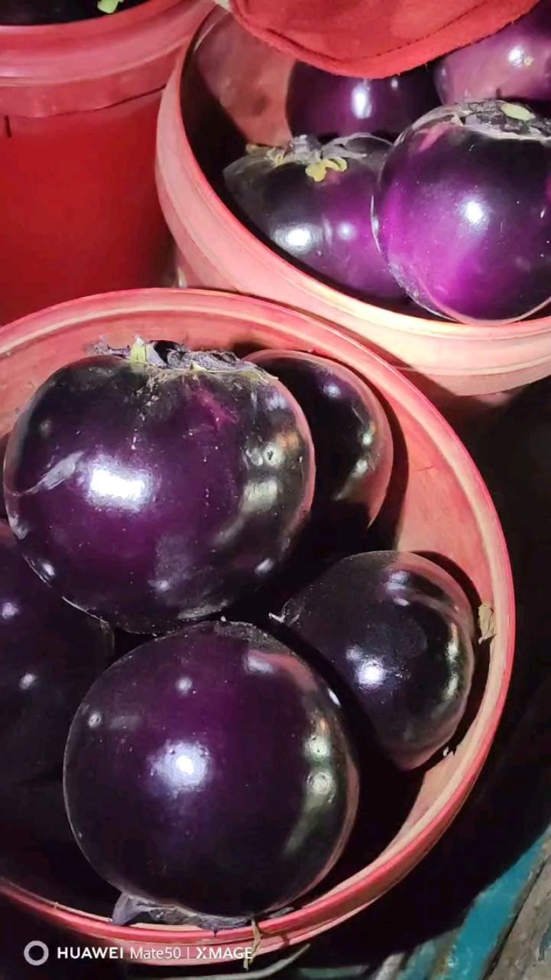 山东聊城紫光圆茄大量上市，都是刚开园的，货多量大，质量优