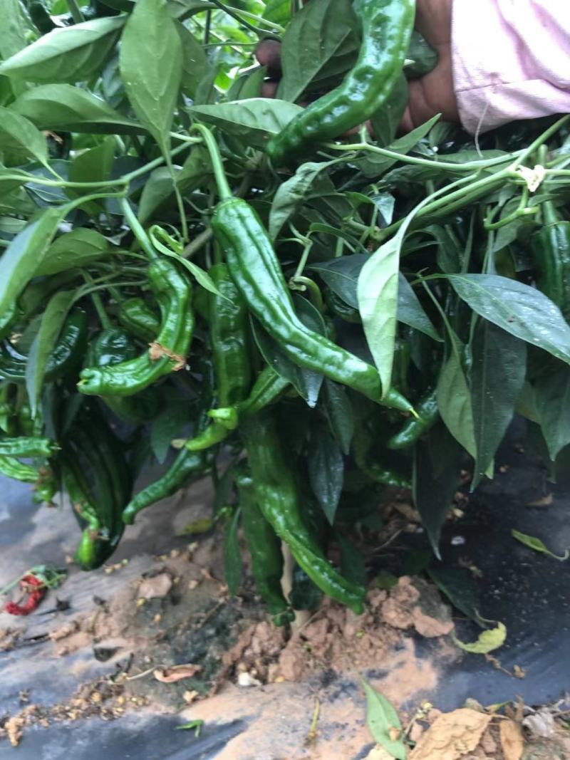 晨峰大黑优皮薄香辣味浓坐果能力强品质保证厂家发货