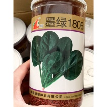 墨绿1806菠菜种子耐寒半圆叶黑绿直立红根菠菜籽600克