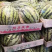 精品美都西瓜，产地一手现货，保质保量支持电商商超市场批发