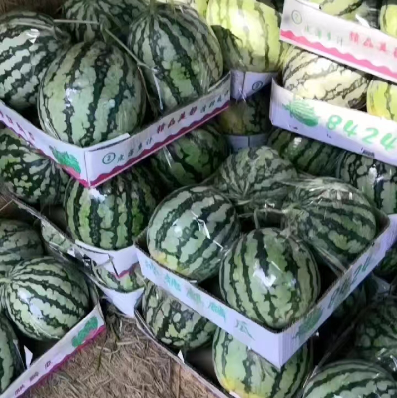 精品美都西瓜，产地一手现货，保质保量支持电商商超市场批发