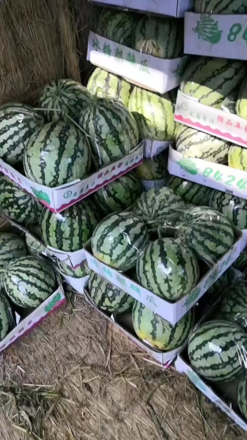精品美都西瓜，产地一手现货，保质保量支持电商商超市场批发