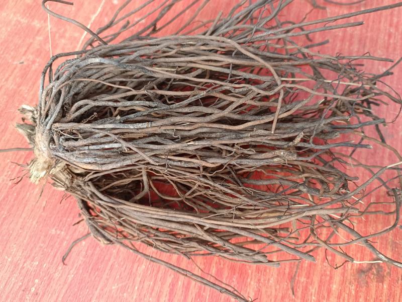 野生威灵仙根中药材河南伏牛山
