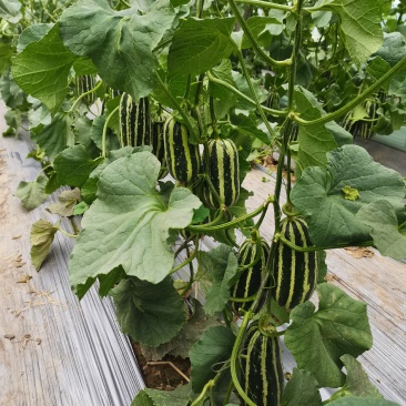 各种甜瓜大量上市货量大，头茬果