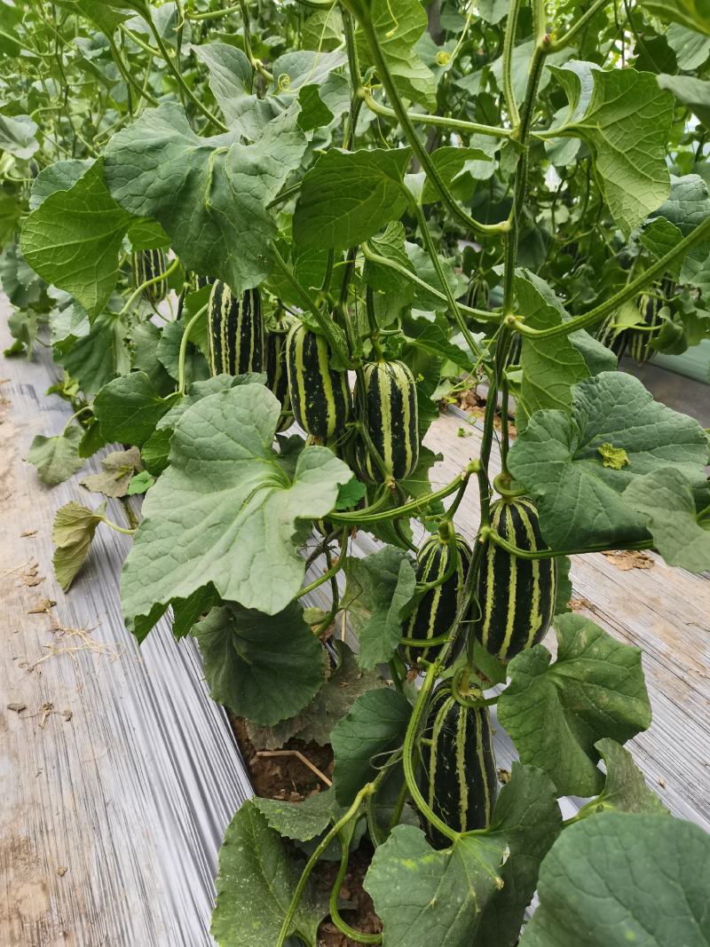 各种甜瓜大量上市货量大，头茬果