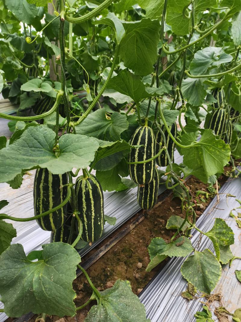 各种甜瓜大量上市货量大，头茬果