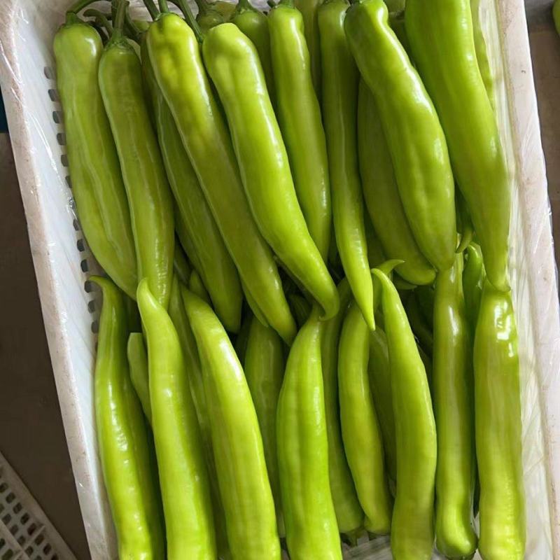 【黄皮辣椒】大量供应品质保证对接批发市场档口