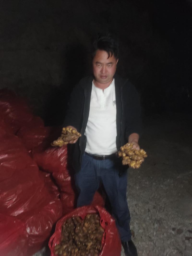 贵州小黄姜