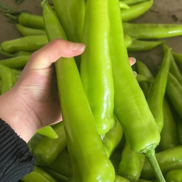 【黄皮辣椒】大量供应品质保证对接批发市场档口