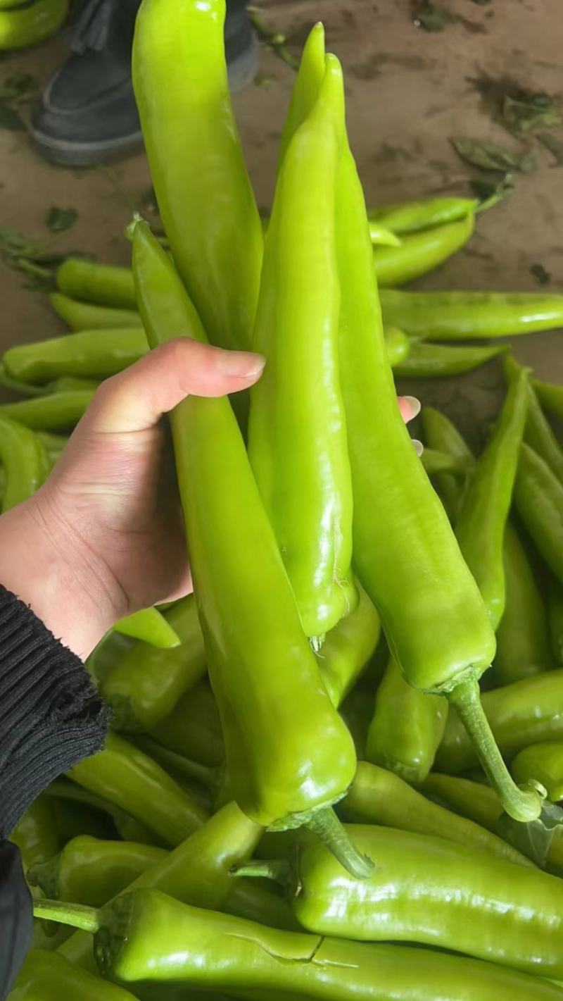 【黄皮辣椒】大量供应品质保证对接批发市场档口