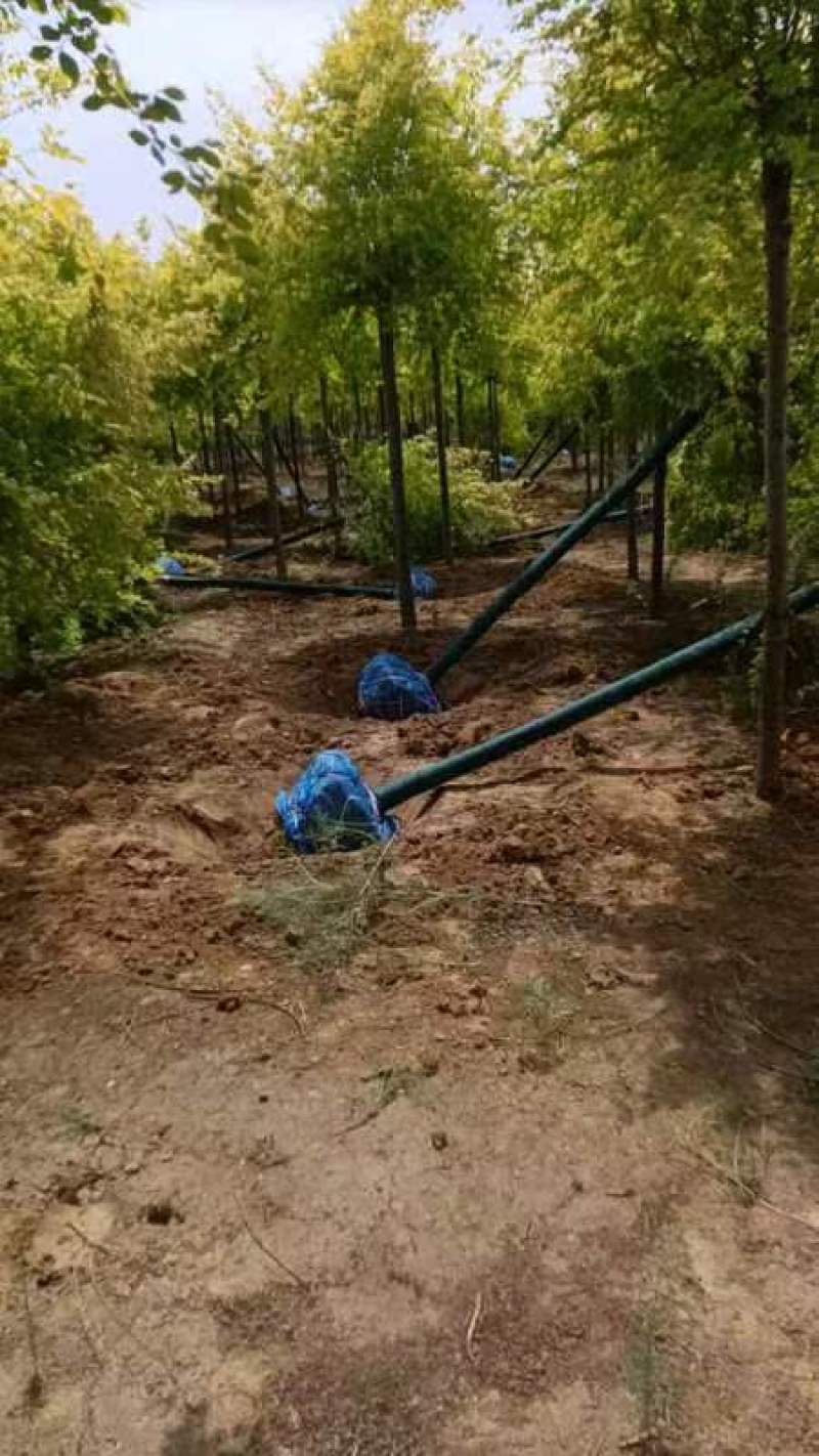 金叶榆树产地，山西金叶榆，十公分左右金叶榆批发带土发货