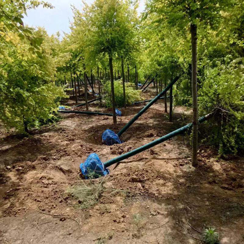 金叶榆树产地，山西金叶榆，十公分左右金叶榆批发带土发货