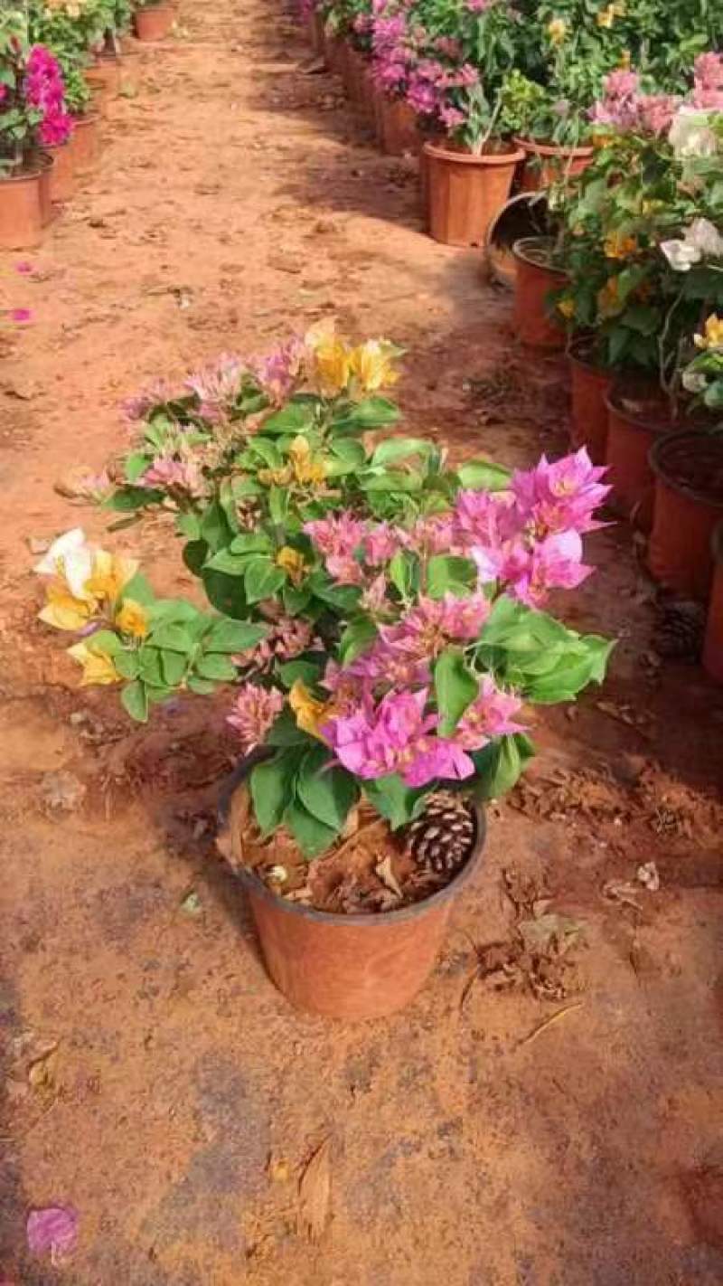 三角梅盆栽带花爬藤爬墙花卉植物易活攀爬树苗四季老桩苗阳台