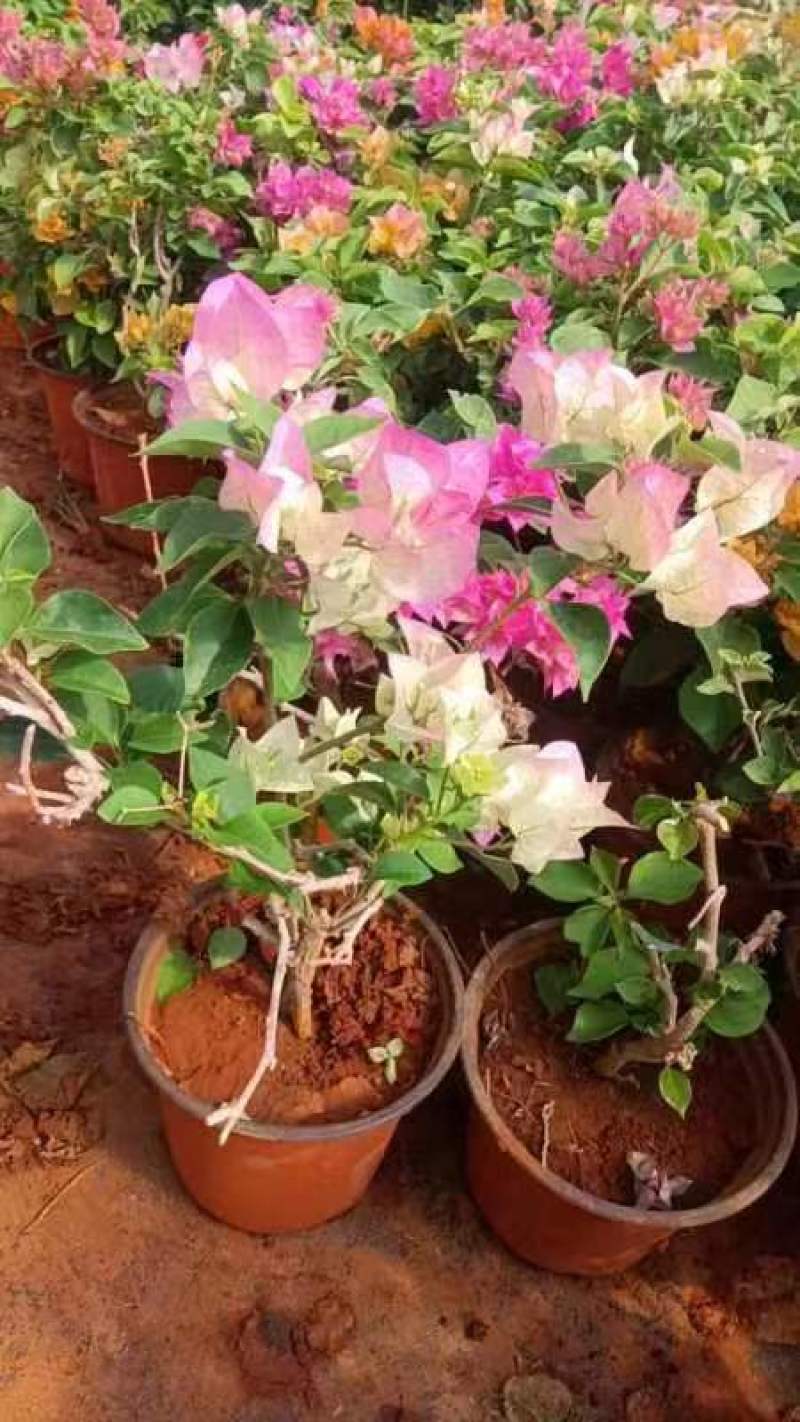 三角梅盆栽带花爬藤爬墙花卉植物易活攀爬树苗四季老桩苗阳台