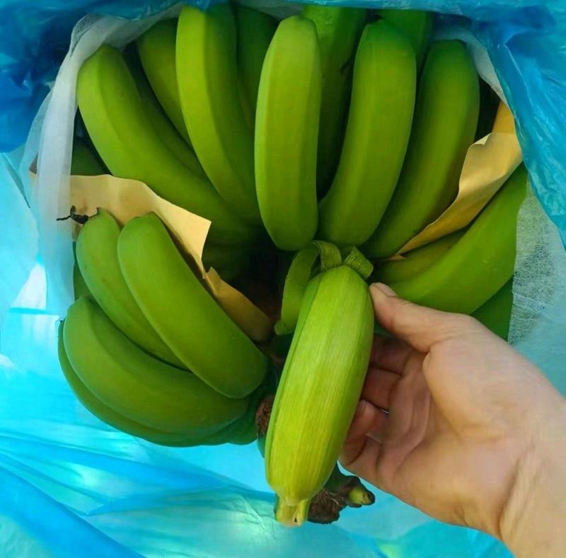 [优选]云南红河精品河口香蕉一手货源品质保证