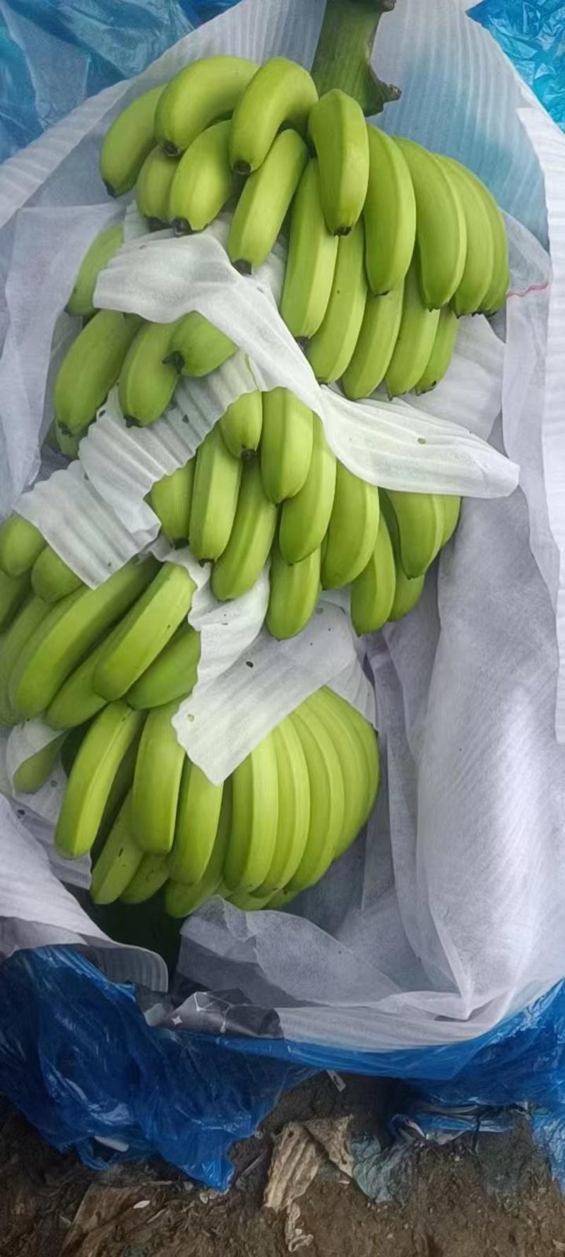 [优选]云南红河精品河口香蕉一手货源品质保证