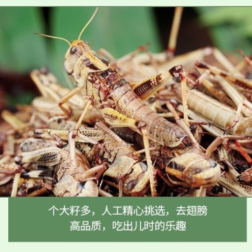 人工养殖蚂蚱，东亚飞蝗。批发零售