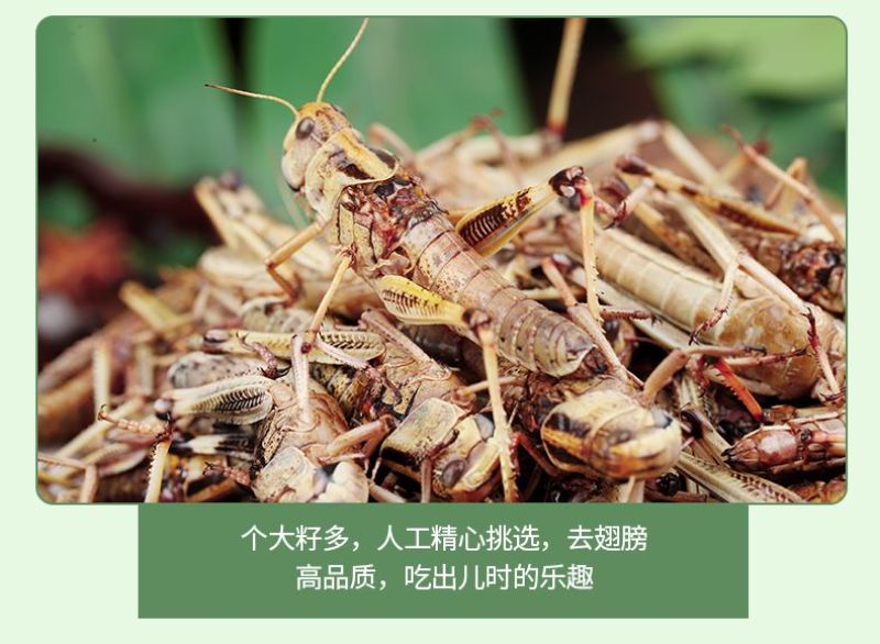 人工养殖蚂蚱，东亚飞蝗。批发零售