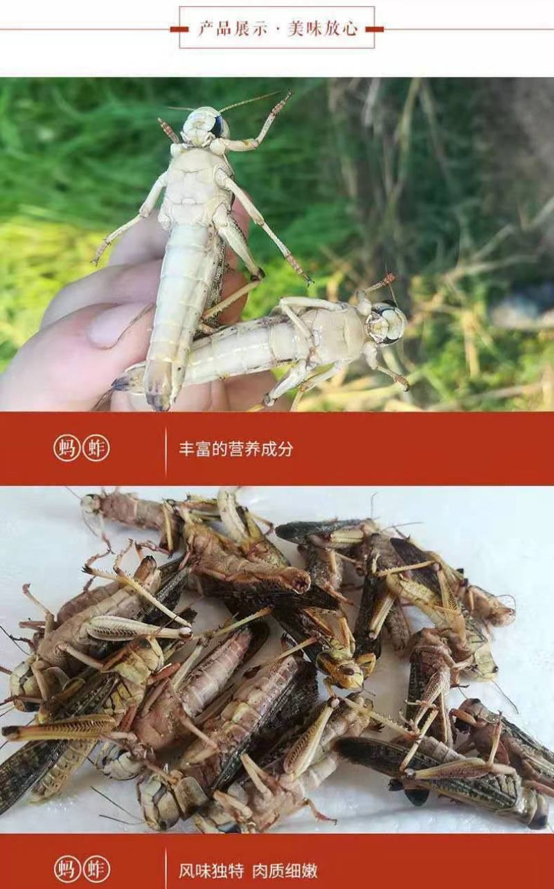人工养殖蚂蚱，东亚飞蝗。批发零售