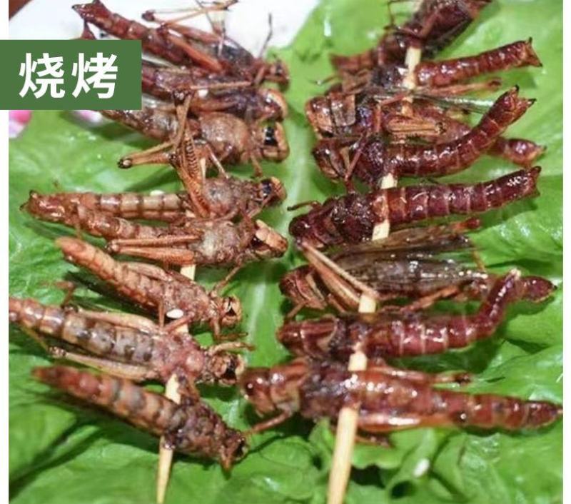 人工养殖蚂蚱，东亚飞蝗。批发零售