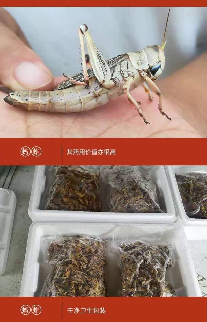 人工养殖蚂蚱，东亚飞蝗。批发零售