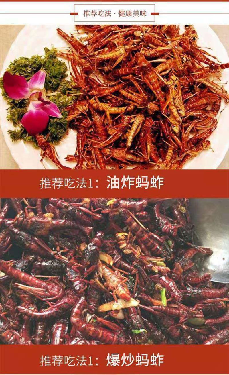 人工养殖蚂蚱，东亚飞蝗。批发零售