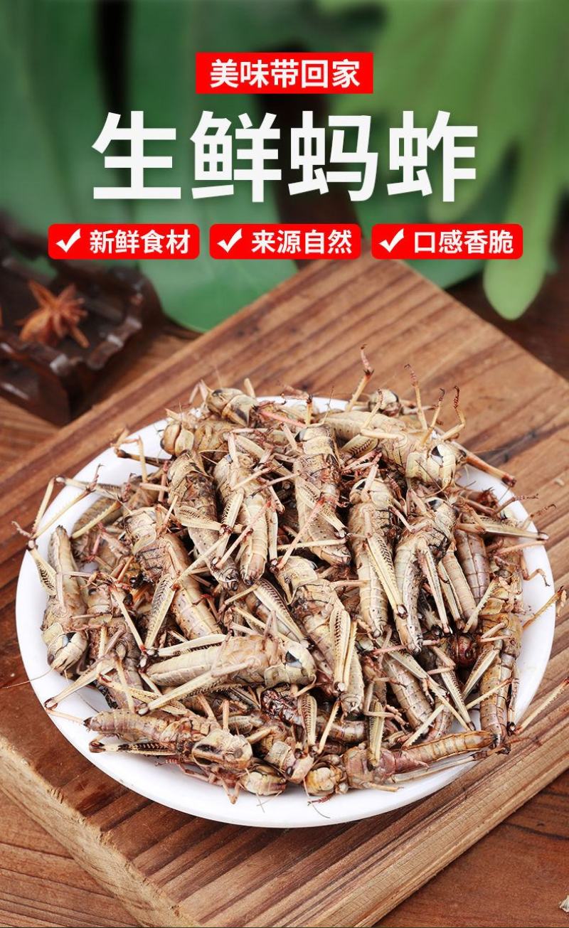 人工养殖蚂蚱，东亚飞蝗。批发零售