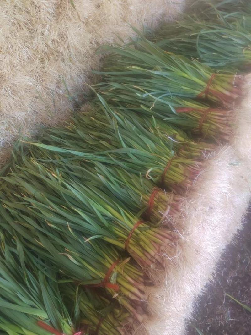 临洮红根蒜苗，产地直供，货源充足，诚信代办，支持视频看货