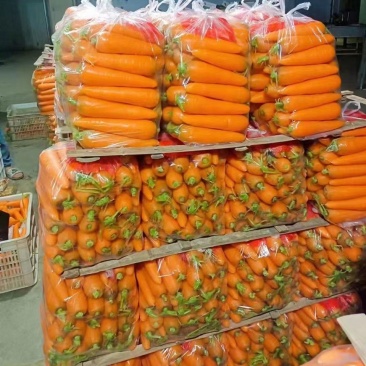 精品胡萝卜精品中条大量上市品质优价格低欢迎老板采购来电