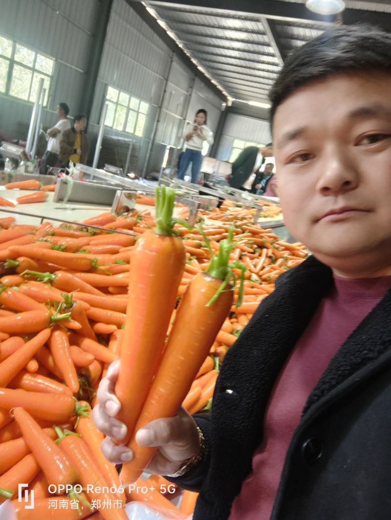 精品胡萝卜精品中条大量上市品质优价格低欢迎老板采购来电